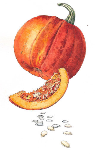 Ilustração alimentar de fatia de abóbora 