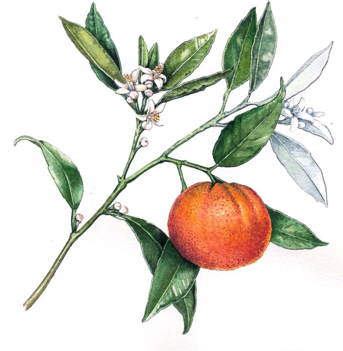 橙色水果的食物插图