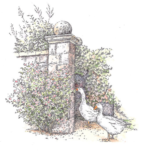 Ilustração da natureza do pato