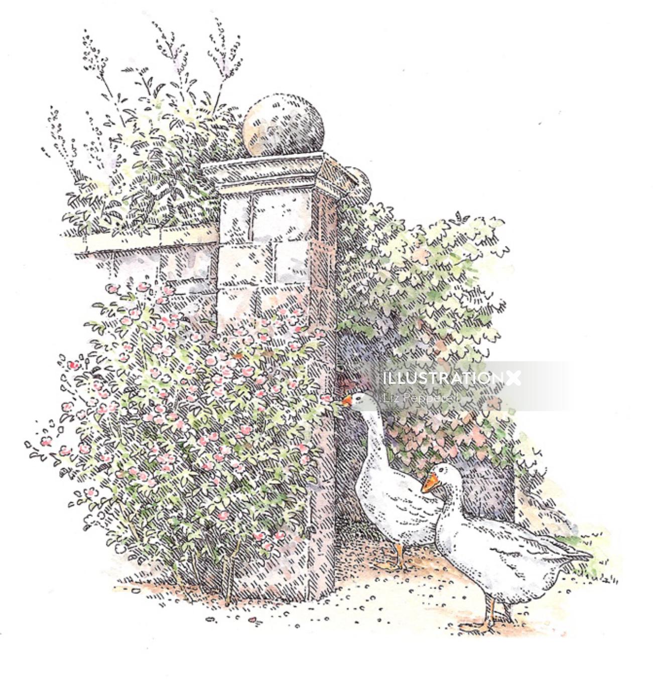 Ilustración de la naturaleza del pato