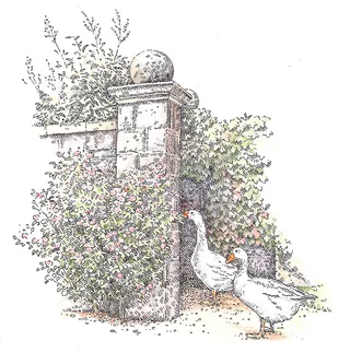 Duck nature illustration 