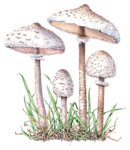 Pintura realista de cogumelo selvagem