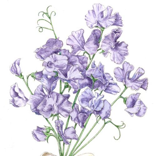 Harebell flowers nature illustration 