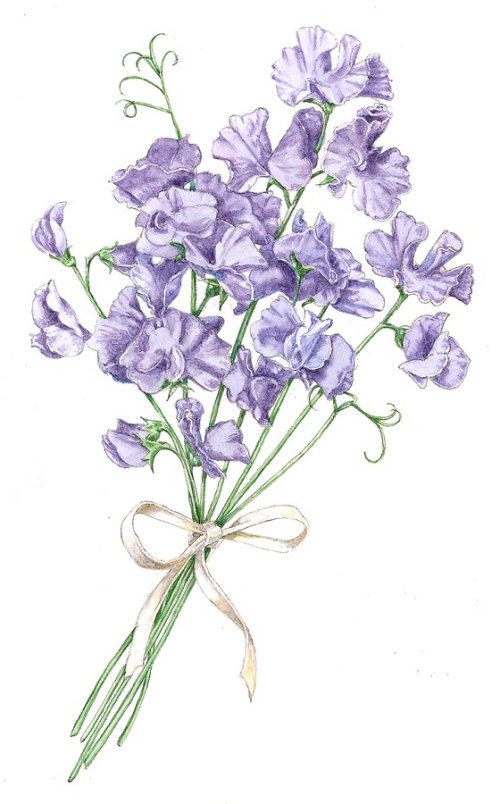 Ilustração da natureza das flores Harebell