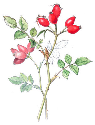 Illustration de nourriture aux fruits de rose musquée 