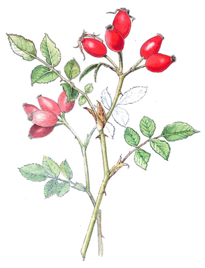 Rose hip fruit food illustration 