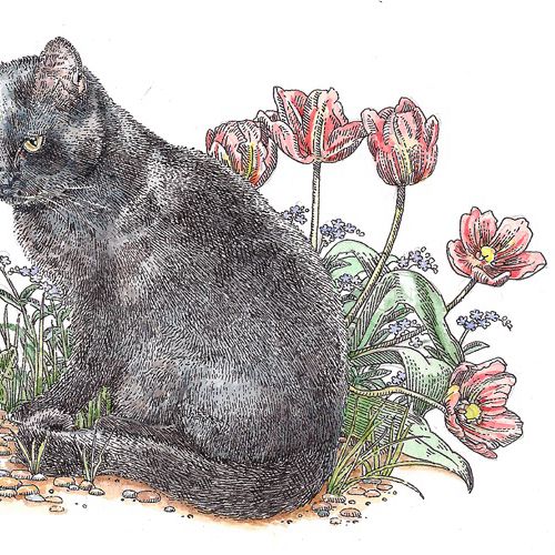 Animal illustration of black short haired cat