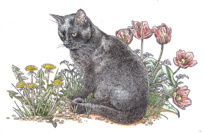 Animal illustration of black short haired cat