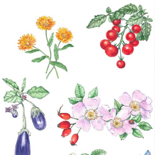 Vegetable and fruits plants painting