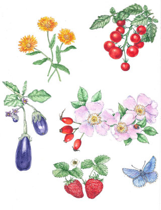 Pintura de plantas vegetales y frutales.