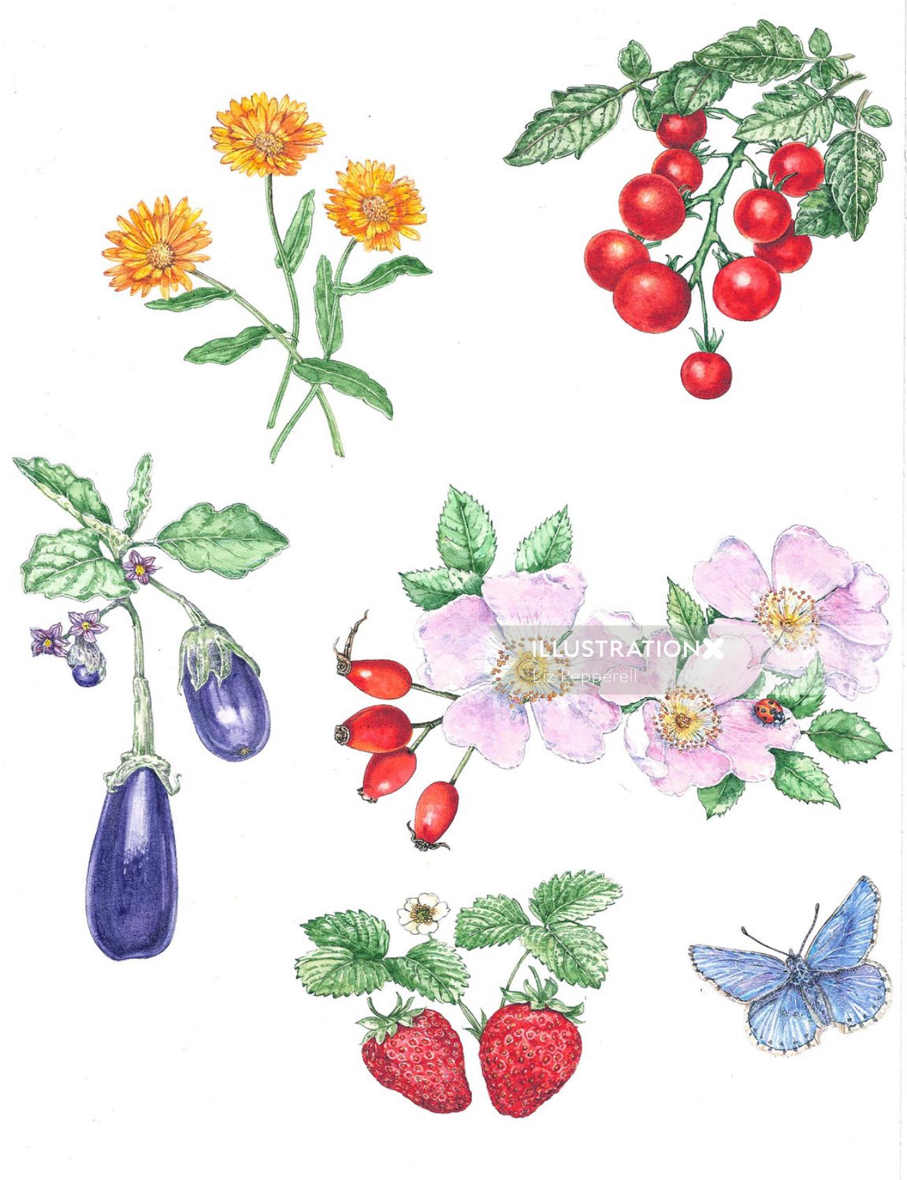 Pintura de plantas de hortalizas y frutas.