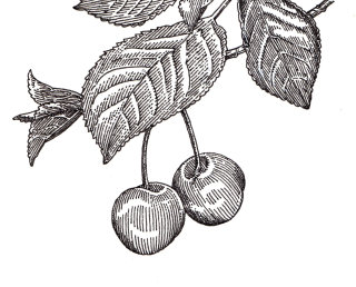 Ilustración en blanco y negro de manzana 