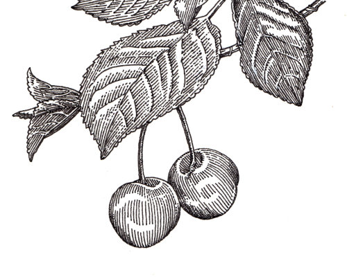 Ilustração em preto e branco de maçã