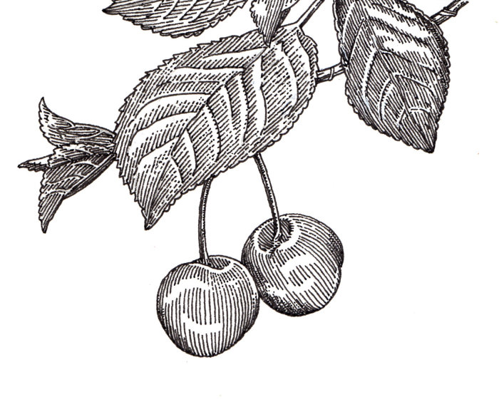 Black and white illustration of apple 