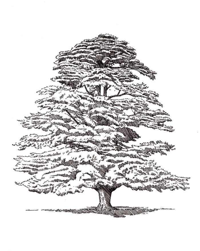 Oak tree black and white illustration 