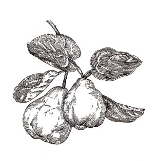 マルメロの果実の白黒の絵 