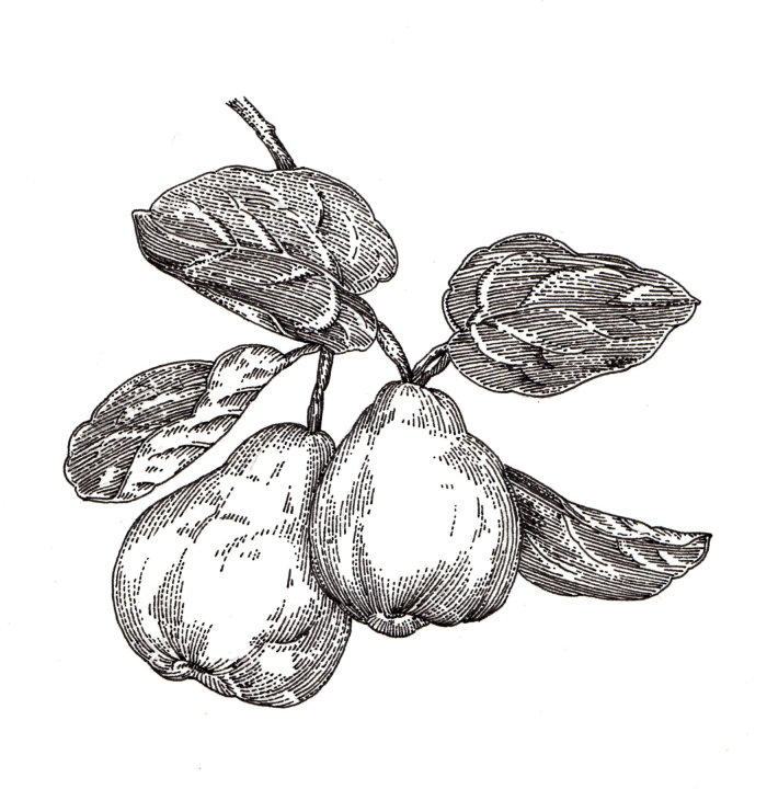 マルメロの果実の黒と白の描画