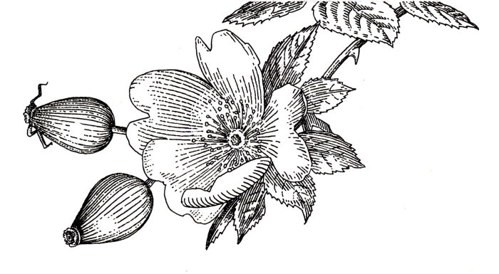 Illustration en noir et blanc de floral