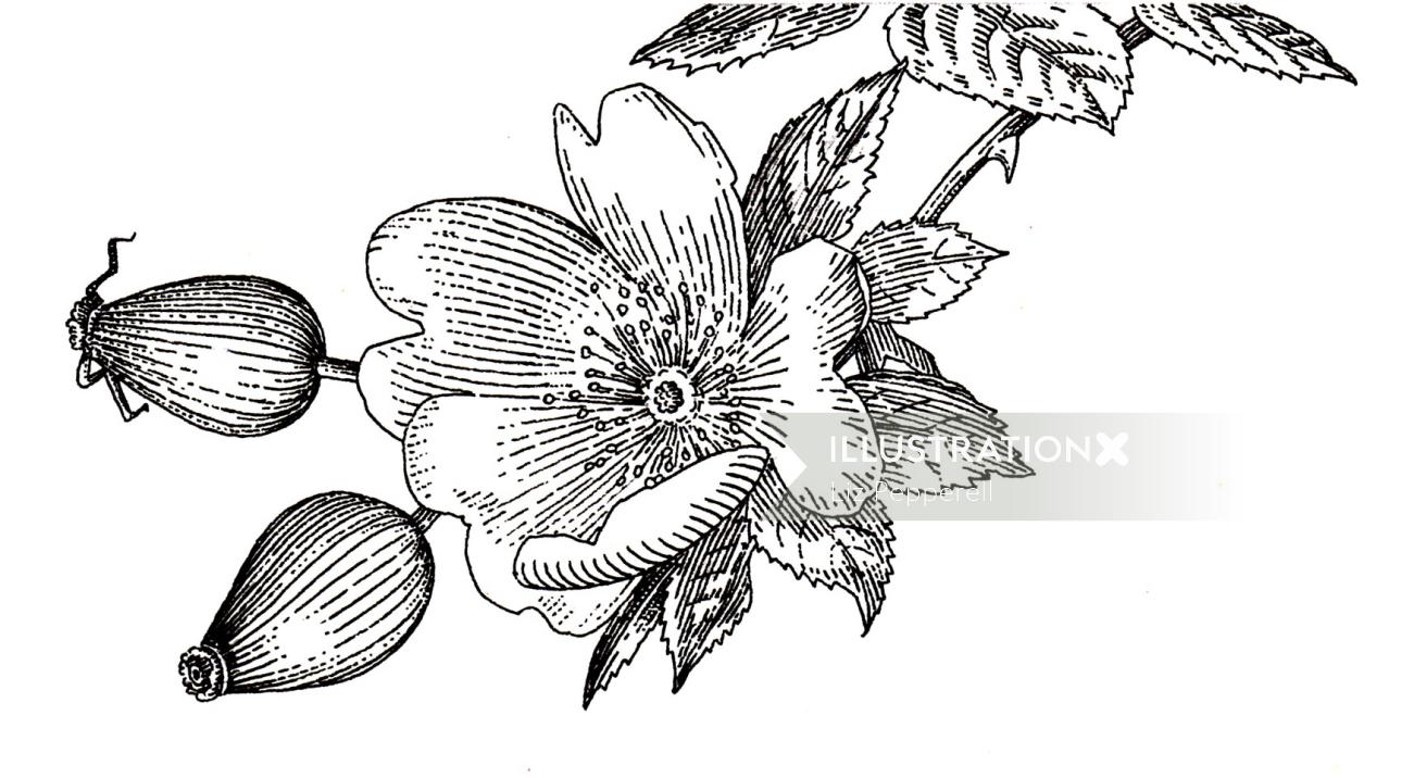 Ilustración en blanco y negro de floral