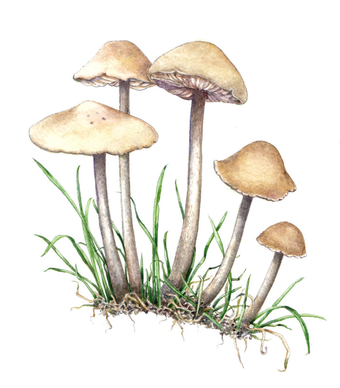 Peinture à l&#39;aquarelle de champignons