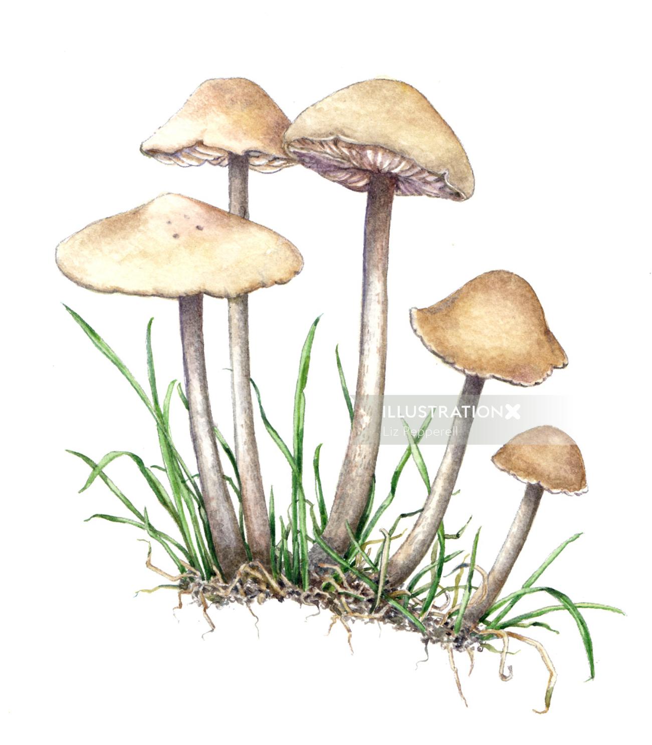 Mushrooms watercolor painting
