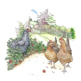 Digital painting of chicken 