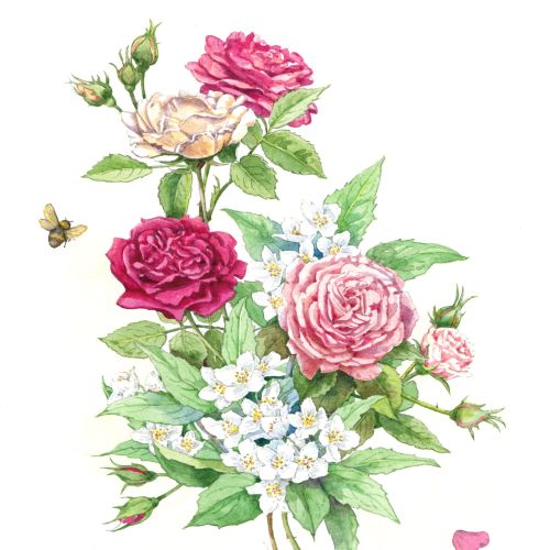Nature illustration of roses 