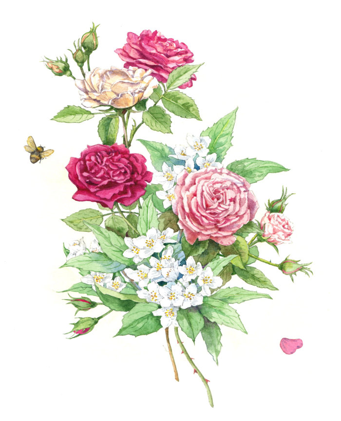 Illustration de la nature des roses