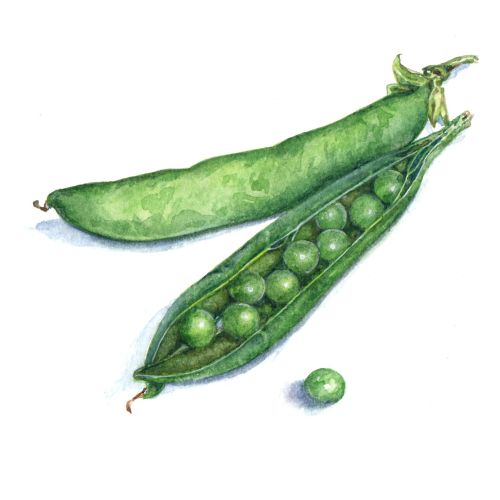 Photorealistic art of Green Pea vegetable