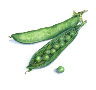Arte fotorrealista de vegetales Green Pea