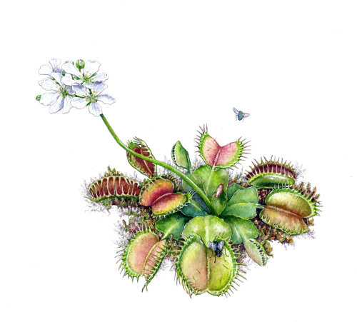 金星捕蝇草植物的自然插图