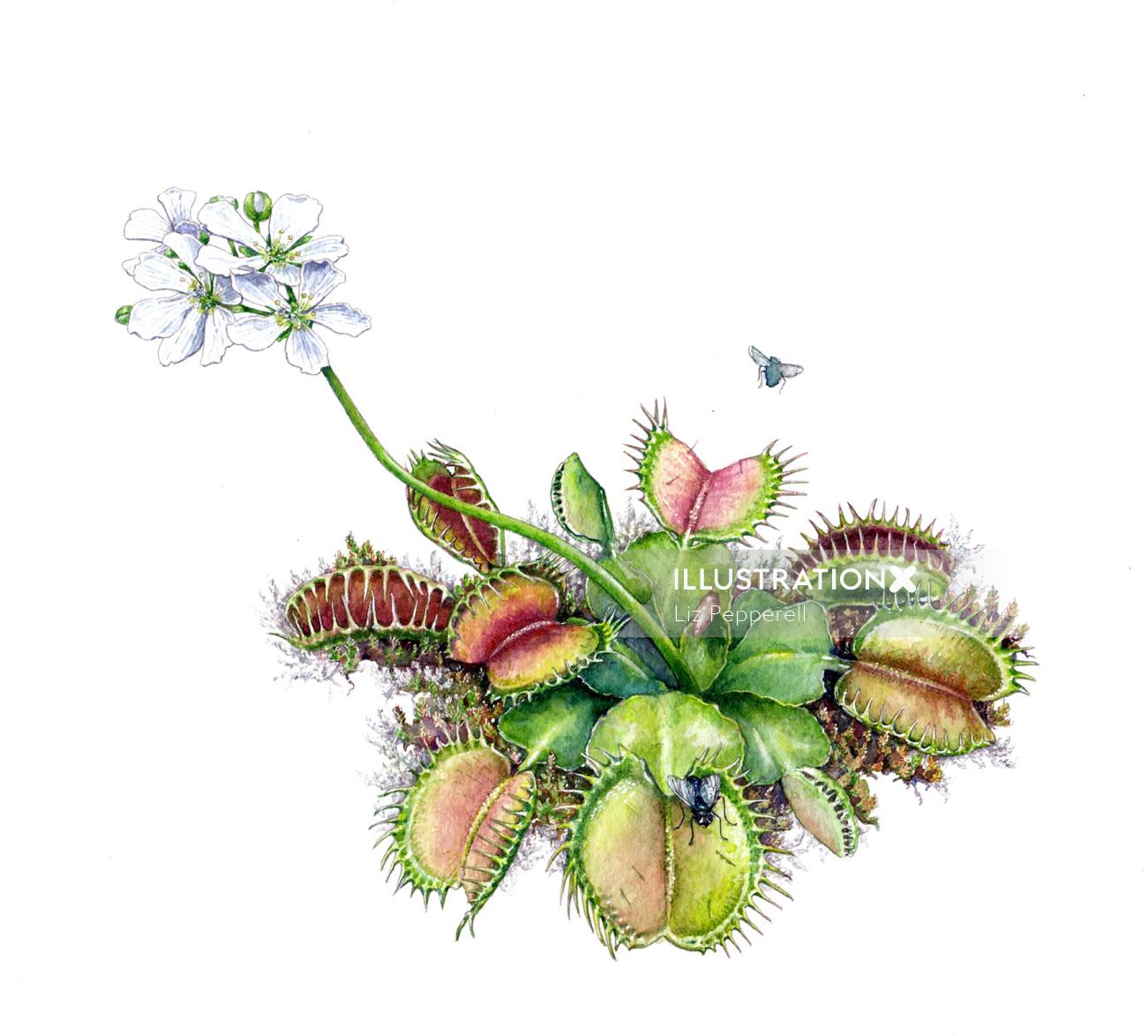 Ilustración de la naturaleza de la planta Venus atrapamoscas