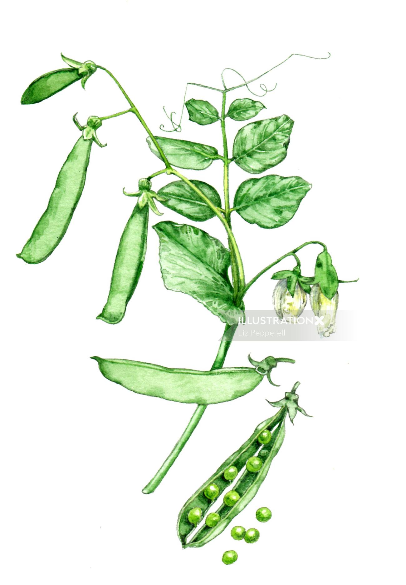 Food illustration of Snap pea