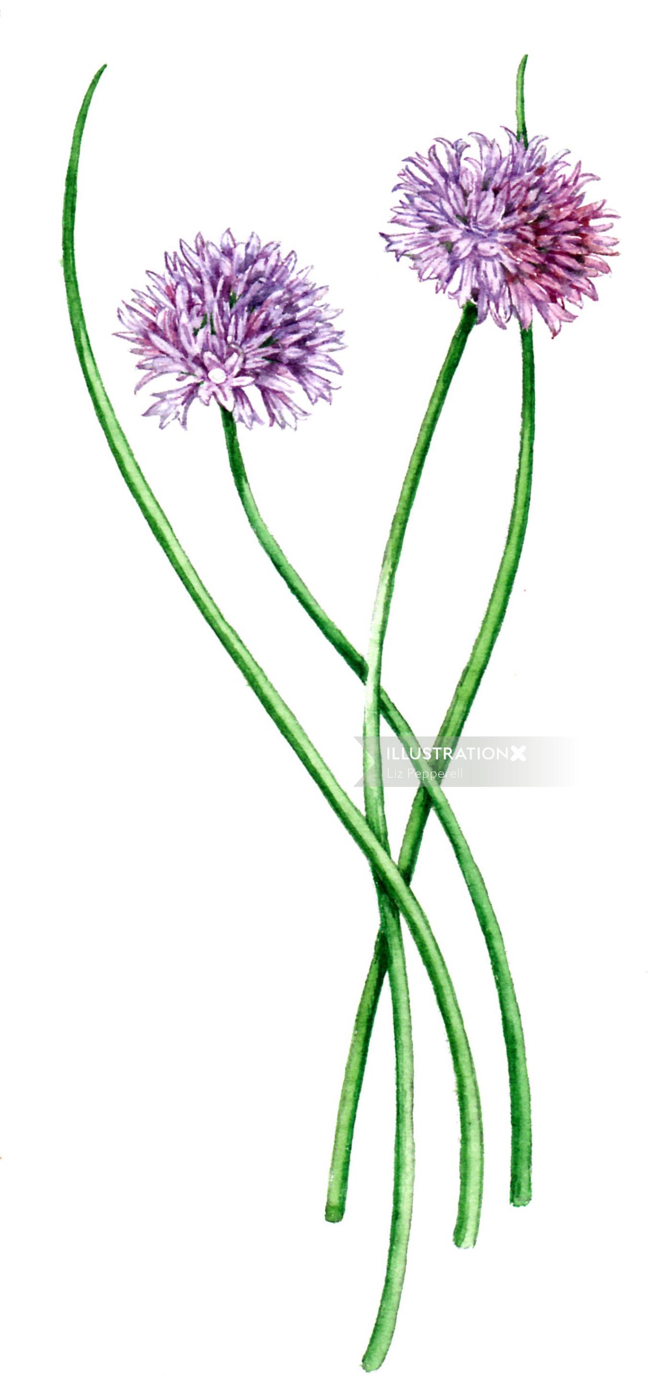 Nature illustration of Echinops plants 