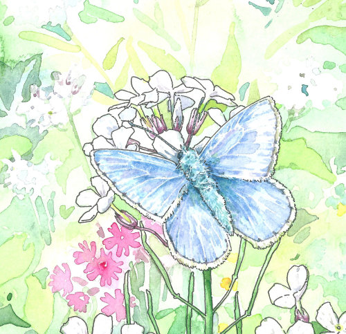 美丽的蓝蝴蝶