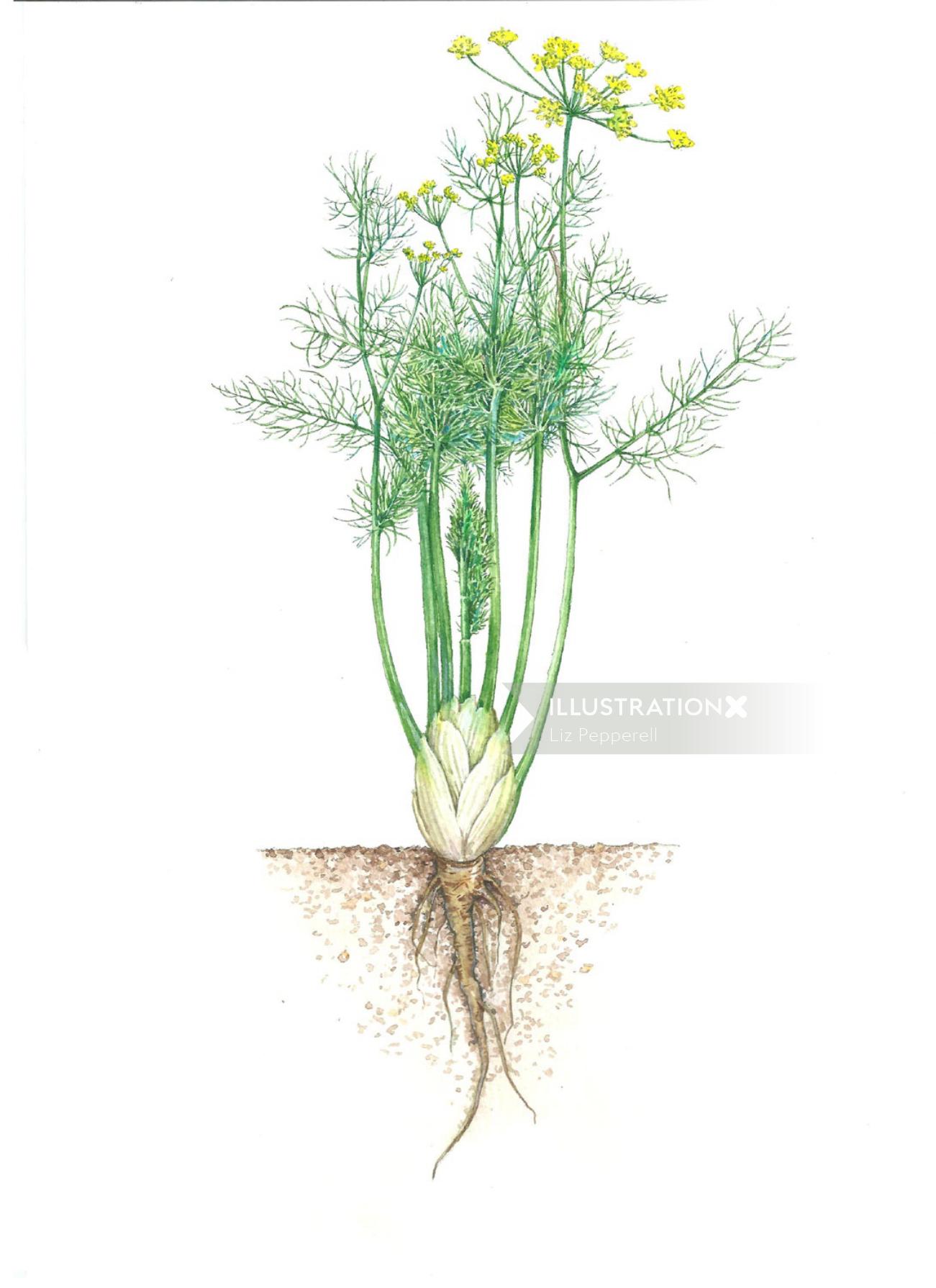 Ilustración de la naturaleza de las plantas de hinojo.