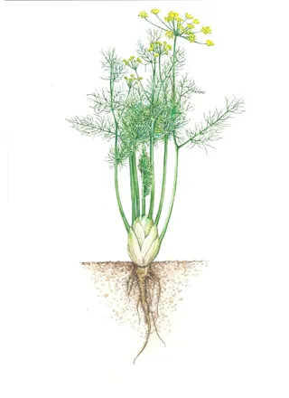 Nature illustration of fennel plants 