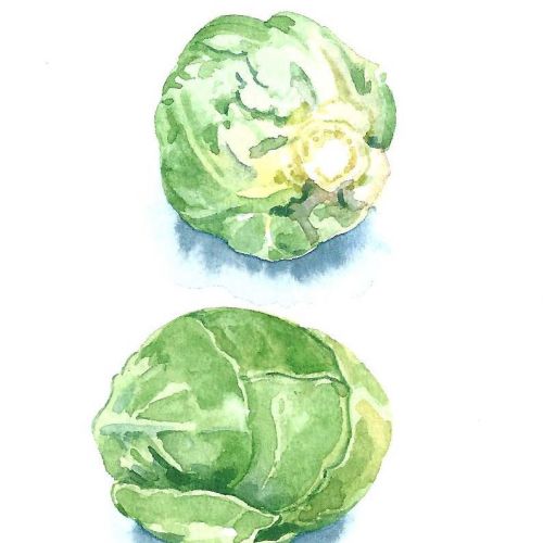 Watercolor art of Vegetables- Sprouts
