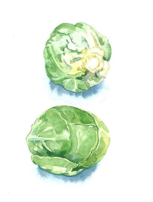 Watercolor art of Vegetables- Sprouts
