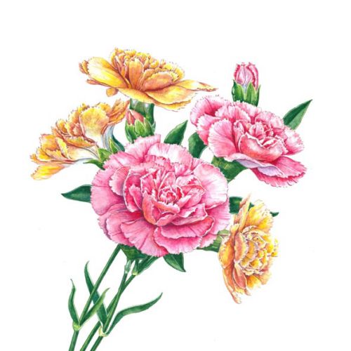 Carnations Watercolor art
