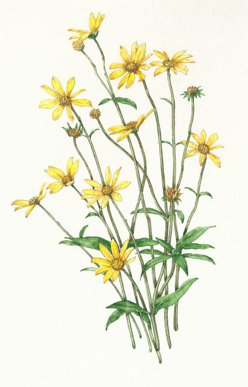 Watercolor art of Coreopteris
