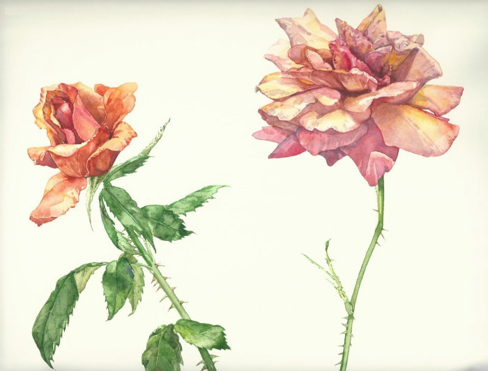 Garden roses watercolor painting 