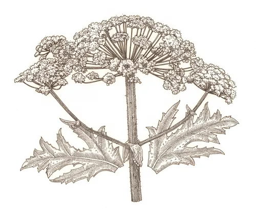 Watercolor art of Hogweed
