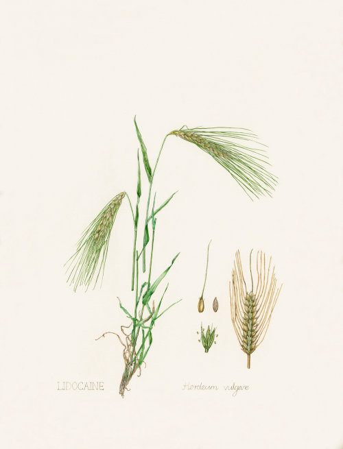 Watercolor art of Barley
