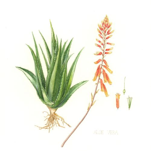 Watercolor art of Aloe Vera

