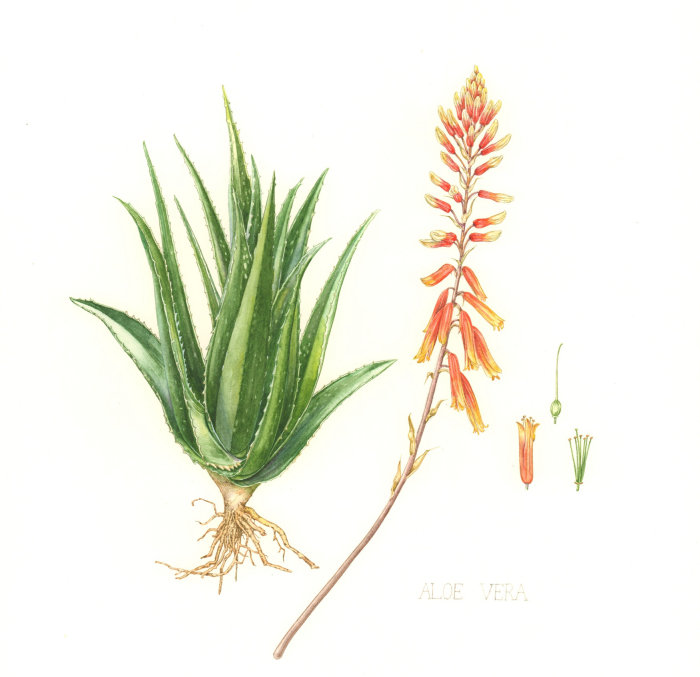 Art aquarelle d&#39;Aloe Vera