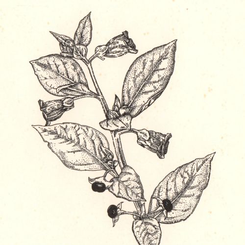 Wood engraving art of a Nightshade Plant