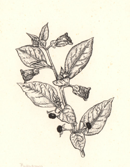 Wood engraving art of a Nightshade Plant