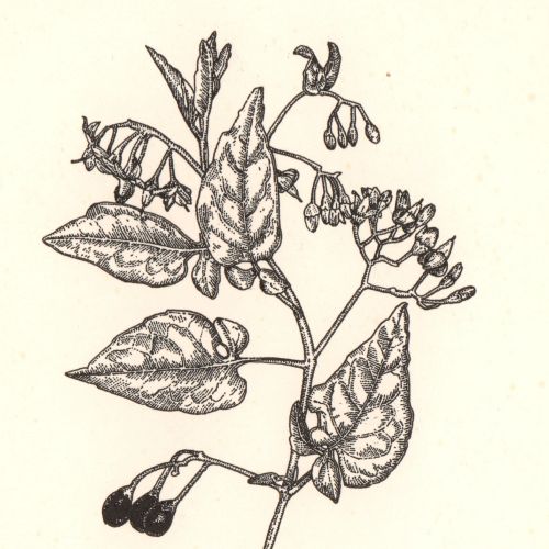 Nightshade plant wood engraving illustration
