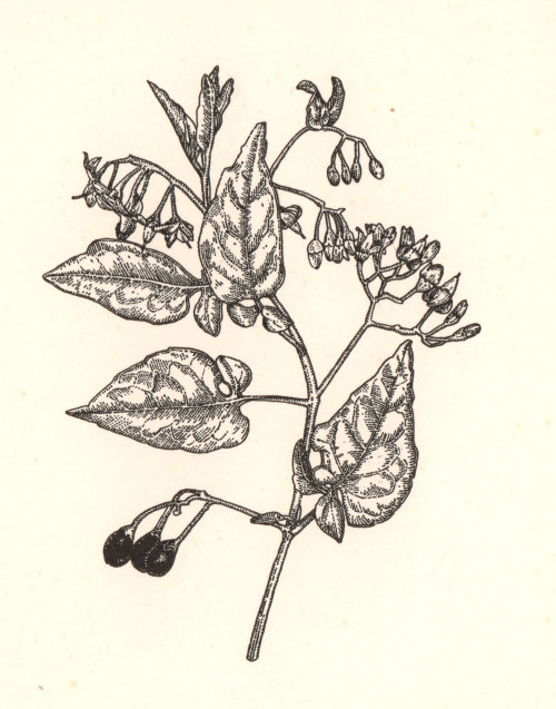 Ilustração de gravura em madeira de planta de erva-moura